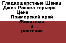 Гладкошерстные Щенки Джек Рассел терьера  › Цена ­ 25 000 - Приморский край Животные и растения » Собаки   